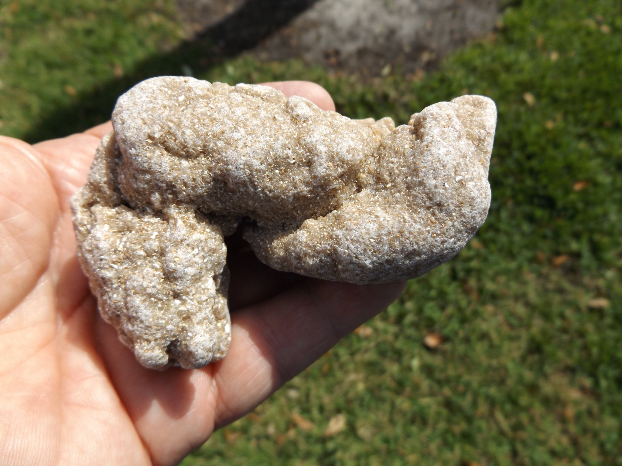 Renaud Dumont on Twitter "A fossilized Atlantic ghost crab (Ocypode