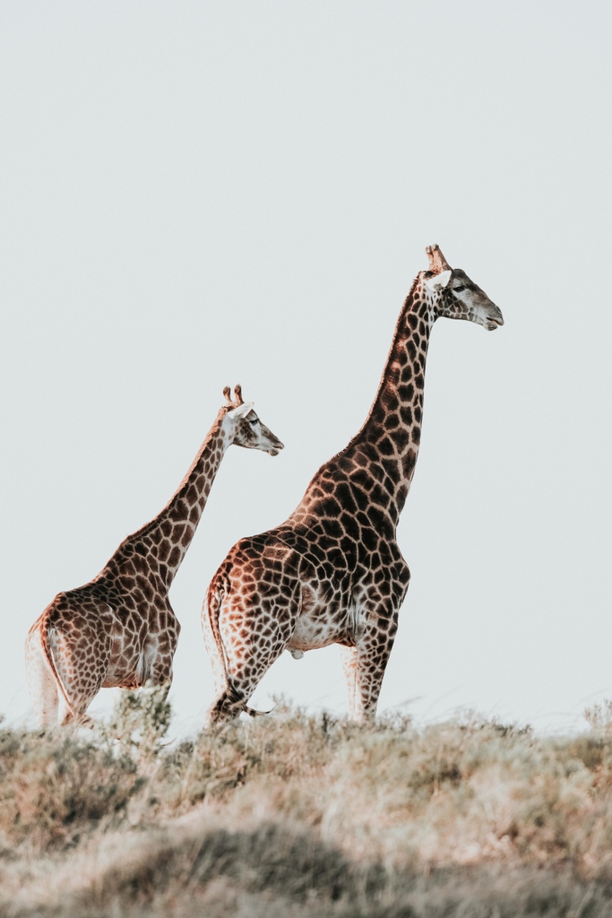 Bukela Game Lodge (@bukelagamelodge) on Twitter photo South Africa, don't miss out on our exclusive local resident's special, and explore your country in style. πΏπ¦
Includes:
- accommodation
- all meals and two BIG 5 game drives per night stayed
reservations@lionroars.com / 021 424 1530
T's & C's apply.
πΈ : Kolby Edwards South Africa, don't miss out on our exclusive local resident's special, and explore your country in style. πΏπ¦
Includes:
- accommodation
- all meals and two BIG 5 game drives per night stayed
reservations@lionroars.com / 021 424 1530
T's & C's apply.
πΈ : Kolby Edwards