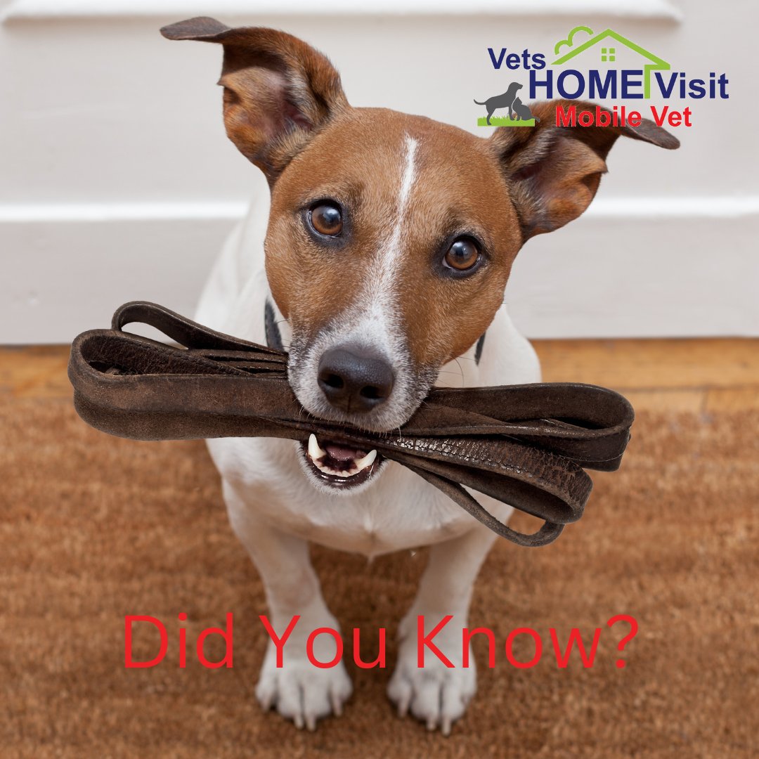VetsHomeVisit's tweet photo. DID YOU KNOW? Owning a pet can keep you healthy by boosting your immune system and encouraging you to get regular exercise.
📱 07951 703224
💻 https://t.co/apVej7T0cc
#pets #vets #vetservices #cats #dogs https://t.co/9Y09NUhXtO