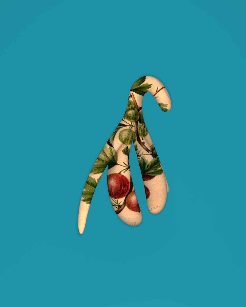 clitoscope's tweet photo. Clitoris pollinariella https://t.co/JH5hQSkHpO