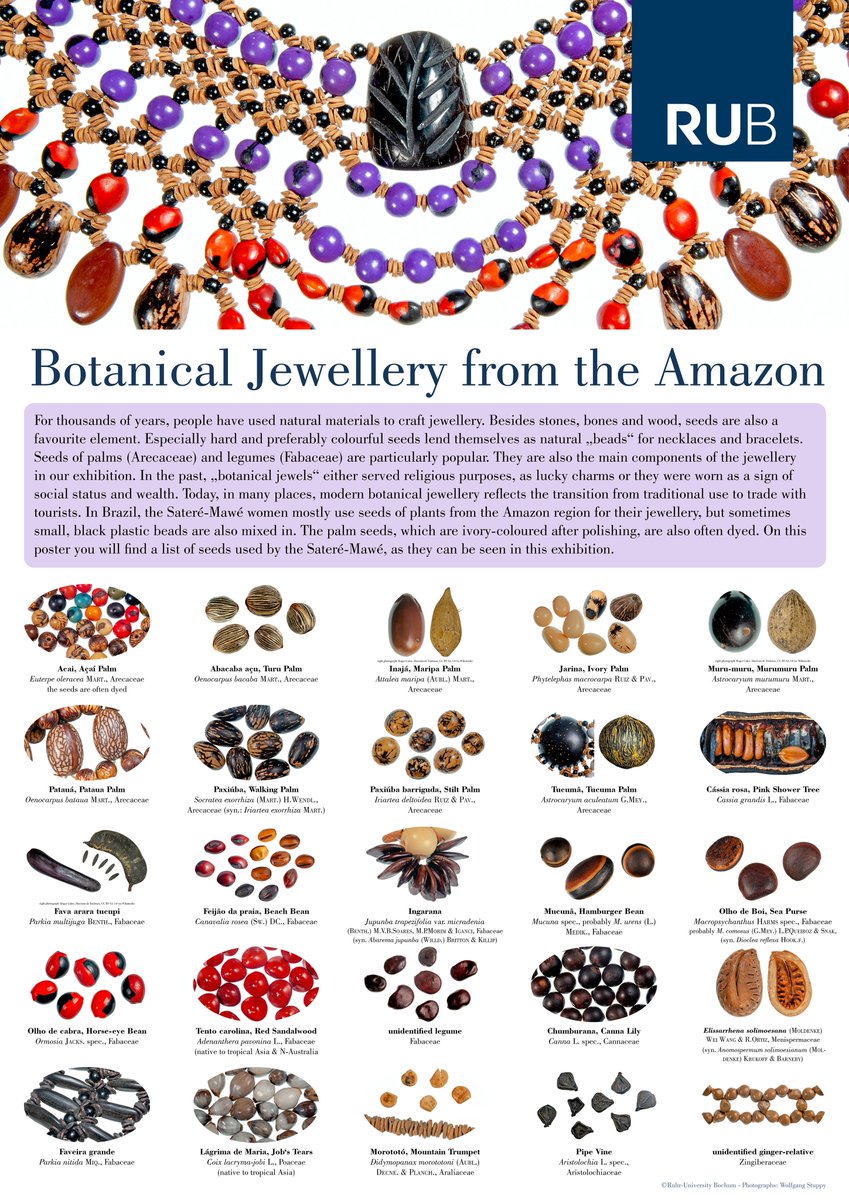 The #botany of botanical jewellery – for our new exhibition at the botanic garden of the #ruhrunibochum I attempted to identify seeds which are being used by the Amazonian Sateré Mawé for their beautiful botanical jewellery.  – Thank you <a href="/sam_sateremawe/">Samela Awiá 🐝</a> ! #Brazil #seeds #Amazonas