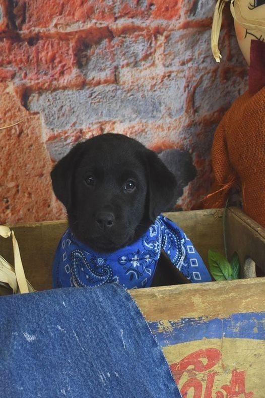 DogLovers03's tweet photo. No friends to wish me a happy birthday.. Because i'm just black puppy 💔 feeling lonely. 😥 https://t.co/6HbVJECZ7q
