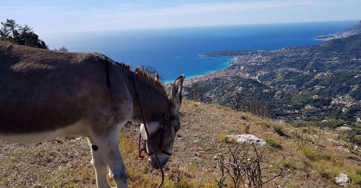 VisitCotedazur's tweet photo. [#MICROAVENTURES] 📢 Balade avec les ânes à #MentonRivieraMerveilles !

Crapahuntez pendant 2h sur les routes forestière avec une vue exceptionnelle sur la #CotedAzurFrance ! ☀️

👉 https://t.co/U3KXGoNoM7

📸 Les Anes Maritimes #SIA2023 @Salondelagri @OTC_MRM @AlpesMaritimes https://t.co/Jlw4zKJbn2
