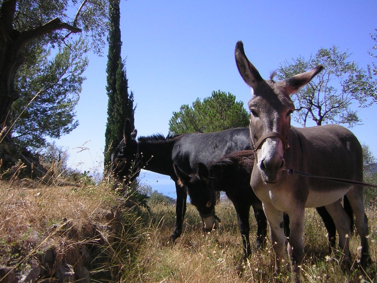 VisitCotedazur's tweet photo. [#MICROAVENTURES] 📢 Balade avec les ânes à #MentonRivieraMerveilles !

Crapahuntez pendant 2h sur les routes forestière avec une vue exceptionnelle sur la #CotedAzurFrance ! ☀️

👉 https://t.co/U3KXGoNoM7

📸 Les Anes Maritimes #SIA2023 @Salondelagri @OTC_MRM @AlpesMaritimes https://t.co/Jlw4zKJbn2