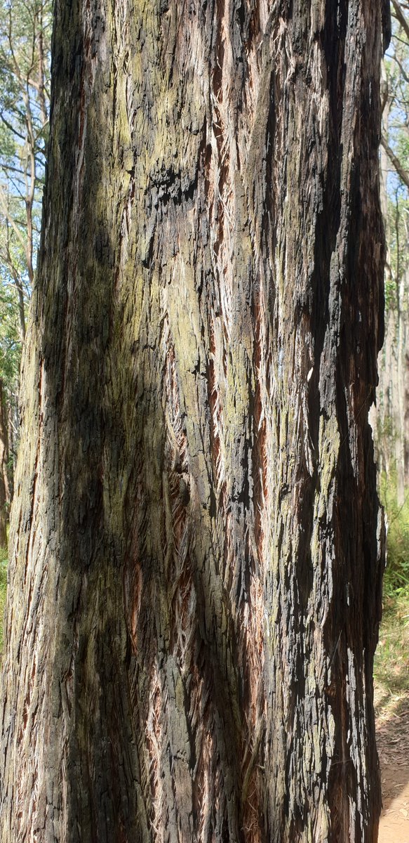 I'm usually more of smooth bark fan, but the stringybarks were looking particularly striking today.

#eucbeaut #loveagum