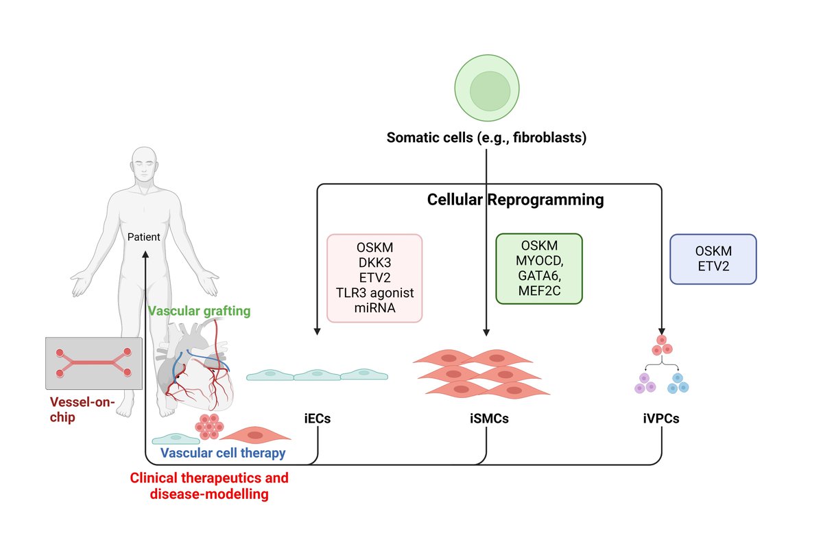 JFB_MDPI's tweet image. 💚Review Recommendation From @JFB_MDPI @ChemMatSci_MDPI 

📖Updated Perspectives on Direct Vascular #CellularReprogramming and Their Potential Applications in Tissue Engineered #Vascular #Grafts 

📌mdpi.com/2079-4983/14/1…

#CellTransdifferentiation #Cardiovascular