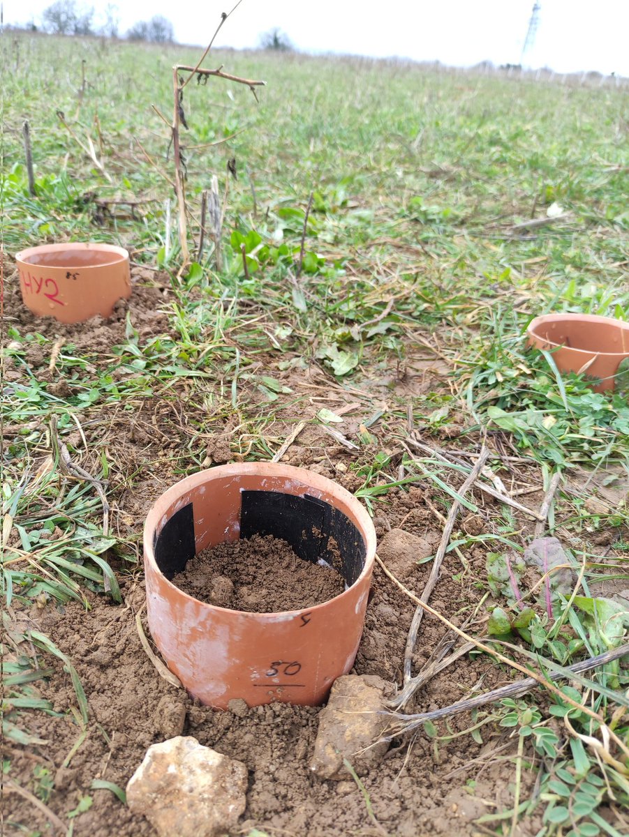 bethkevans's tweet photo. What a fantastic couple of days learning how to install soil respiration collars with @RewildingJed.

Can't wait to get back out to @RealFarmED to see how the measurements are taken. 

Anyone interested in learning about Regenerative Farming, I would highly recommend a visit 🌾🍄 https://t.co/Q72fm3EDrA