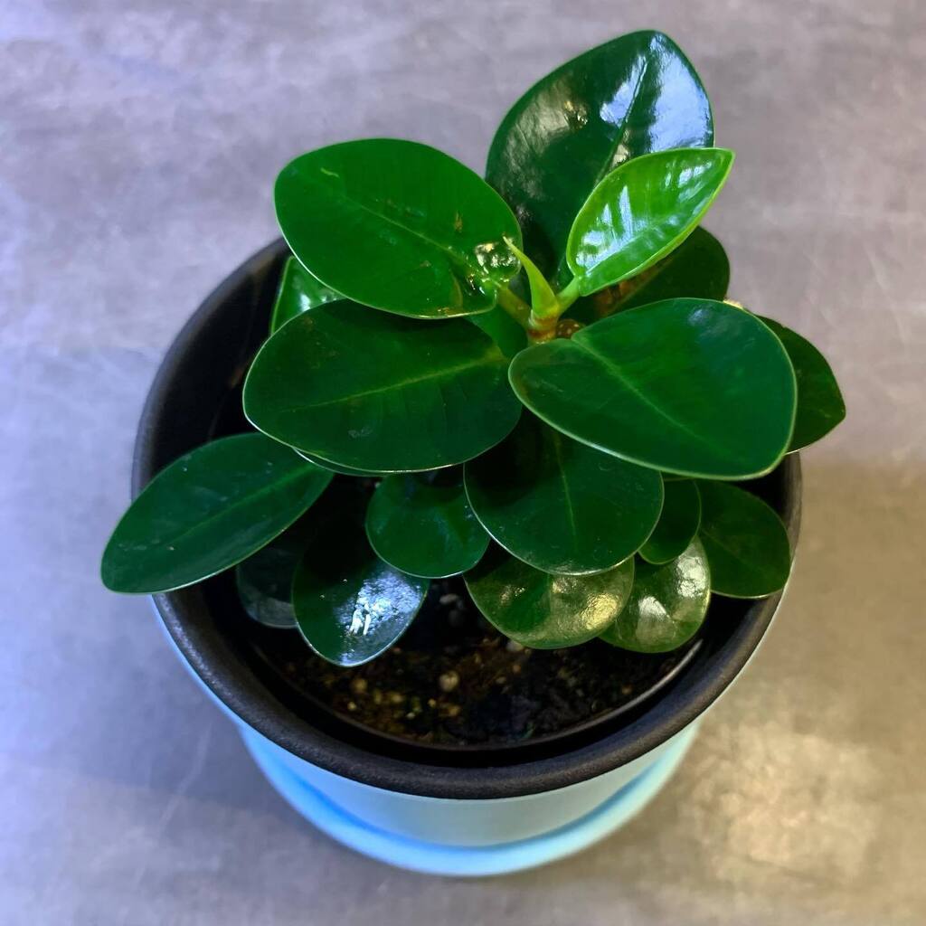 TP_K's tweet photo. パンダガジュマル　¥1,980（税込）

みんな大好きかわいい子います🪴♡♩

#targetplants 
#indoorplants 
#ficusmicrocarpa
#フィカス
#フィカスミクロカルパ 
#ガジュマル
#パンダガジュマル
#観葉植物 
#大阪植物
#南森町 
#植物のある暮らし https://t.co/j5d1eErcY4 https://t.co/mnYE8ZwktB