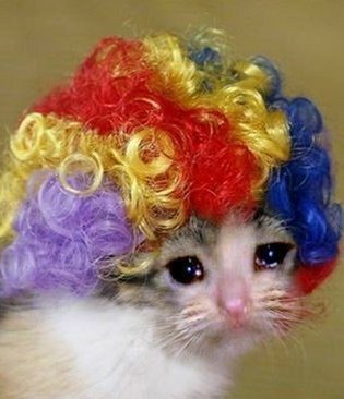 BeaBeuruO's tweet image. goodmornin !☆ frens :(
kitti feels very sleepy dis mornin buh at least ish friday buh omg I had such a nightmare I was sho scared I wish someone could cuddle meeeee..I tink it was cus of da webtoon I read 😭
#sfwtwt #petspace