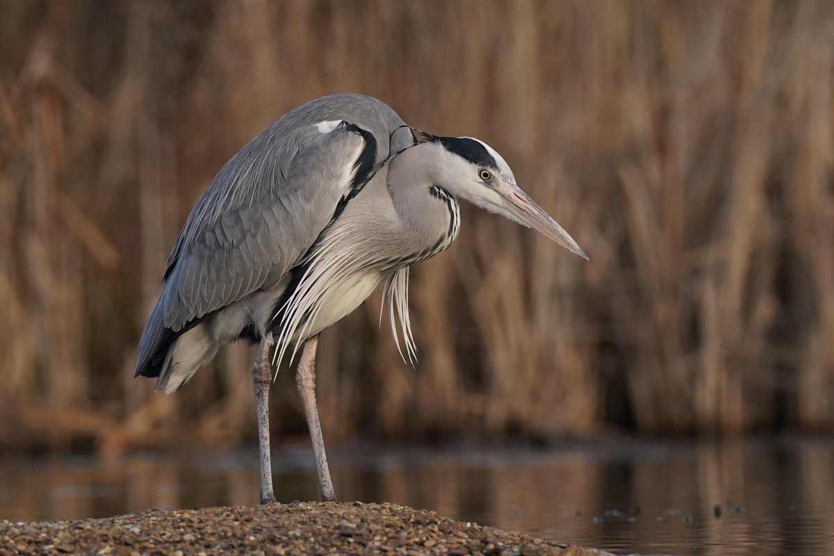 Grey Heron

#TwitterNatureCommunity #GreyHeron