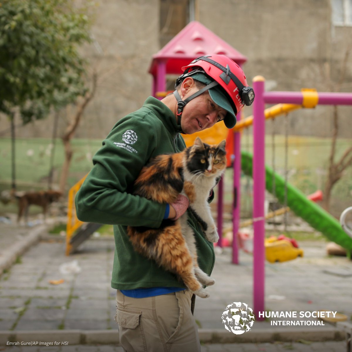 Humane Society International on Twitter: 