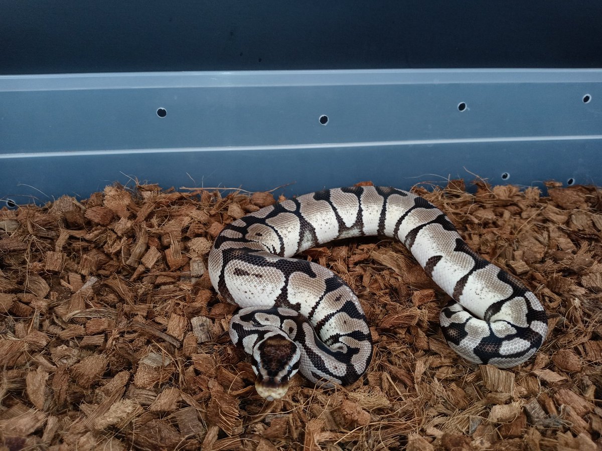Vpi Axanthic Pastel Enchi 👌