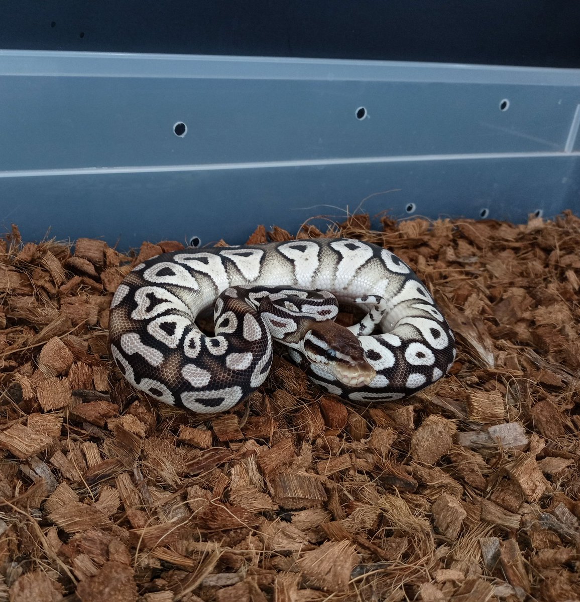 Vpi Axanthic Pastave...this guy is nothing but quality
