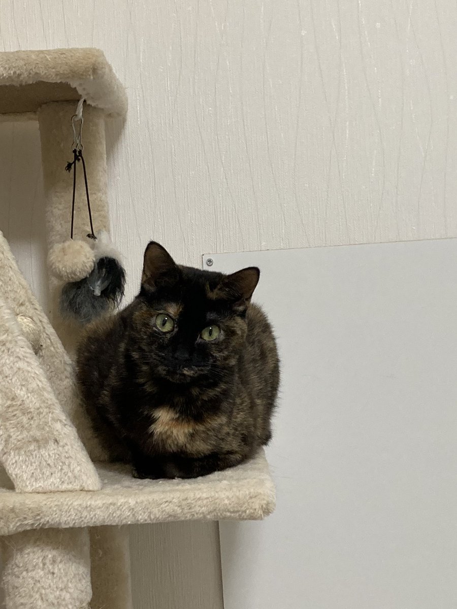 Tora_Azuki's tweet photo. 227日目。なんか太くて丸いつぶあん。
#ねこ #あずき #とらじろう #つぶあん #太い #丸い #キャットタワー #猫のいる暮らし #cat #rescuedcat #fat #roundshape #relaxing #cattower #catlife https://t.co/mjfX0DI49m