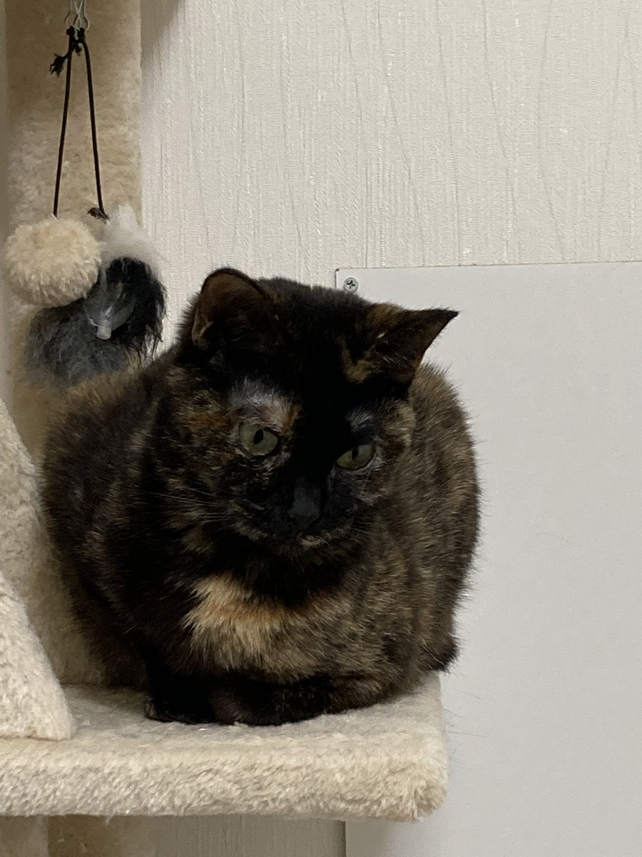 Tora_Azuki's tweet photo. 227日目。なんか太くて丸いつぶあん。
#ねこ #あずき #とらじろう #つぶあん #太い #丸い #キャットタワー #猫のいる暮らし #cat #rescuedcat #fat #roundshape #relaxing #cattower #catlife https://t.co/mjfX0DI49m