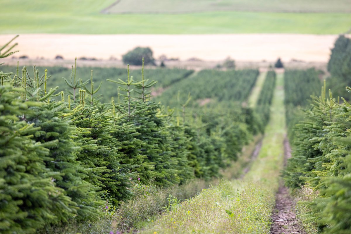 Needlefresh Direct tweet media