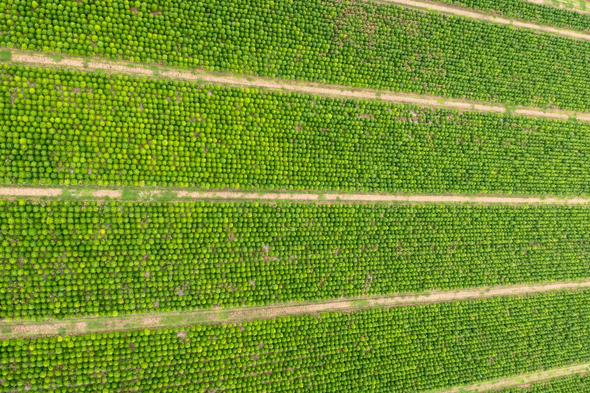 Needlefresh Direct tweet media