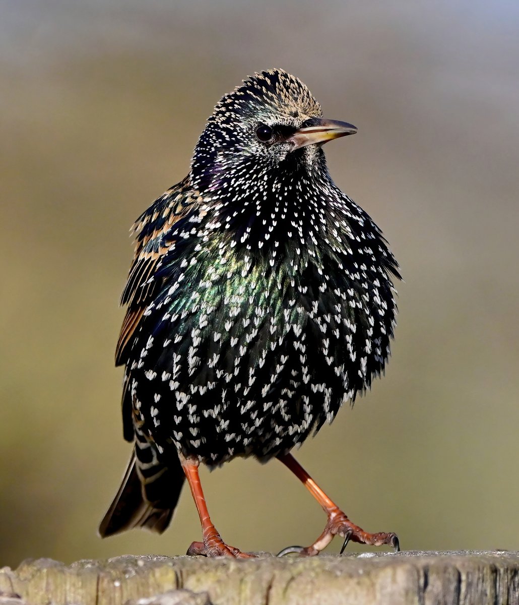 Can you see the little white love hearts on a Starling? 😍😍🐦♥️♥️