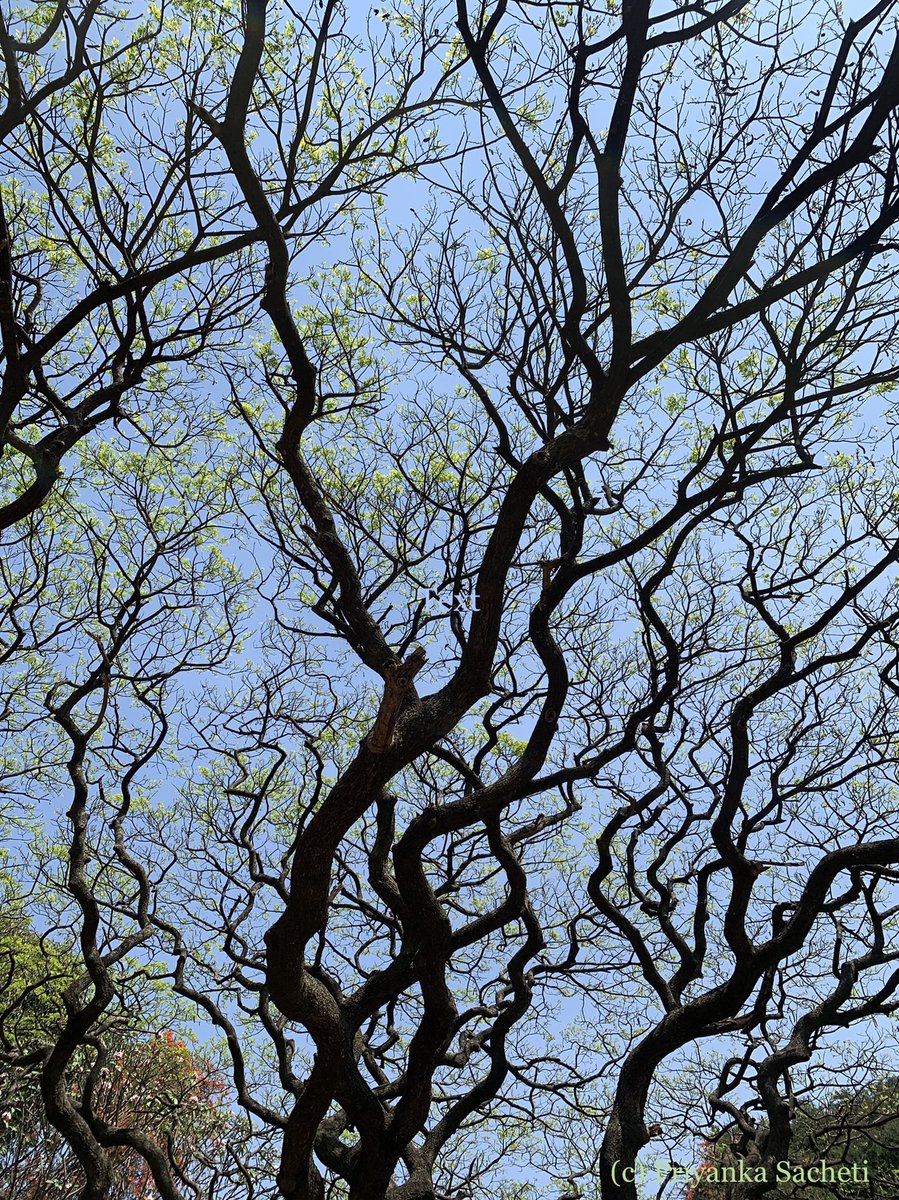 The raintree branches are in curly mode 

#treesofbangalore #trees
