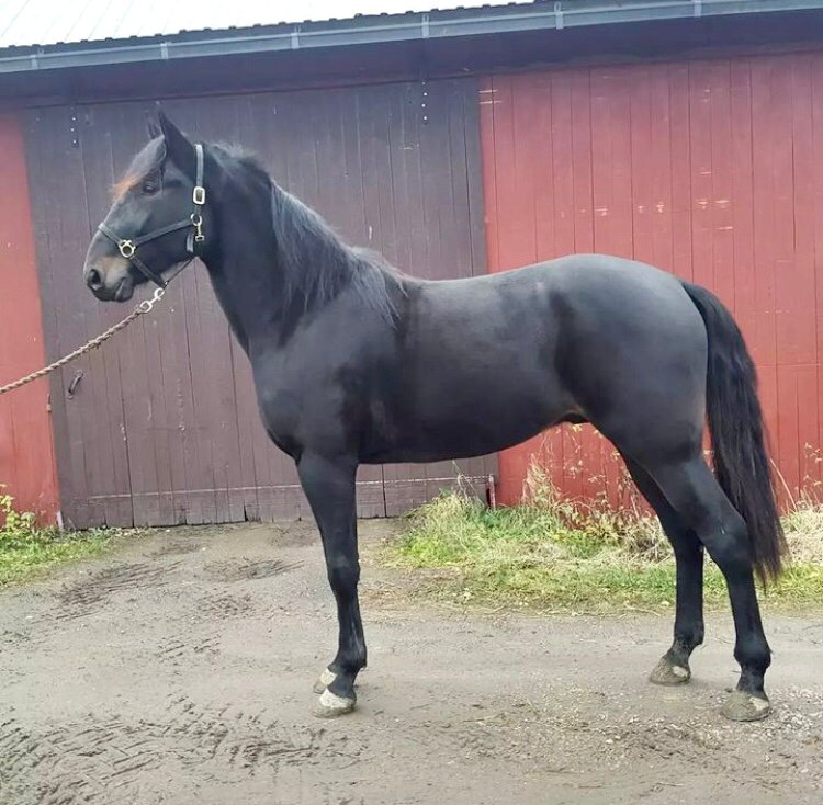 kariTkarlsson's tweet photo. Jännä päivä tänään kun kasvattimme on ekassa startissa illalla @TurunRavit #ravit #balticstable #grenache https://t.co/k7yFiVP3wV