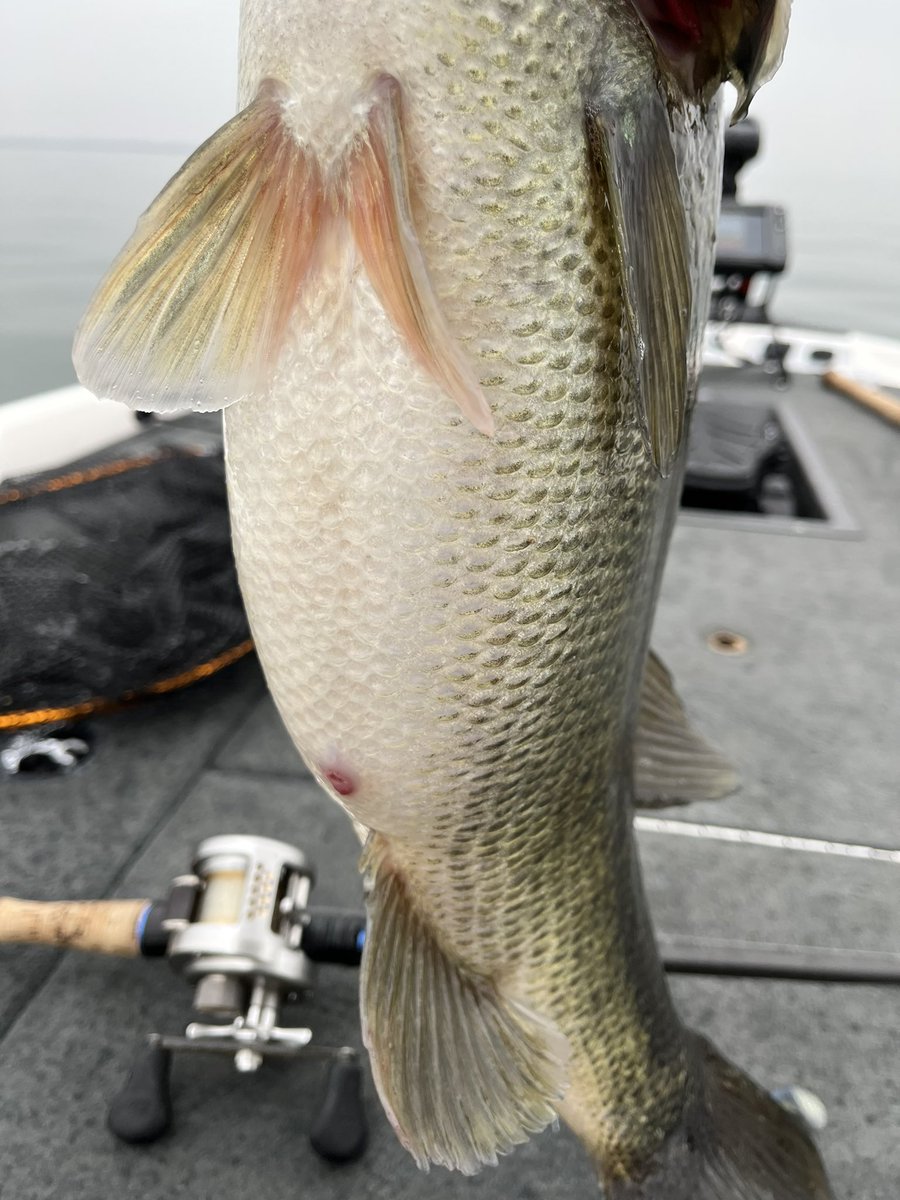 hanai_junpei's tweet photo. 連日D-SWIMMER+ブルーノシャッドテールで釣れまくってる南湖
僕も波に乗って55cmをキャッチ🙆‍♂️

誰が引いてもいいアクションを引き出せるD-SWIMMER+ブルーノシャッドテール

スイムジグで釣ってみたい���、今後琵琶湖に行く方、このコンビを是非お忘れ無く❗️
#DSTYLE #Dスイマー #ブルーノシャッドテール https://t.co/jhYEzBYDgM
