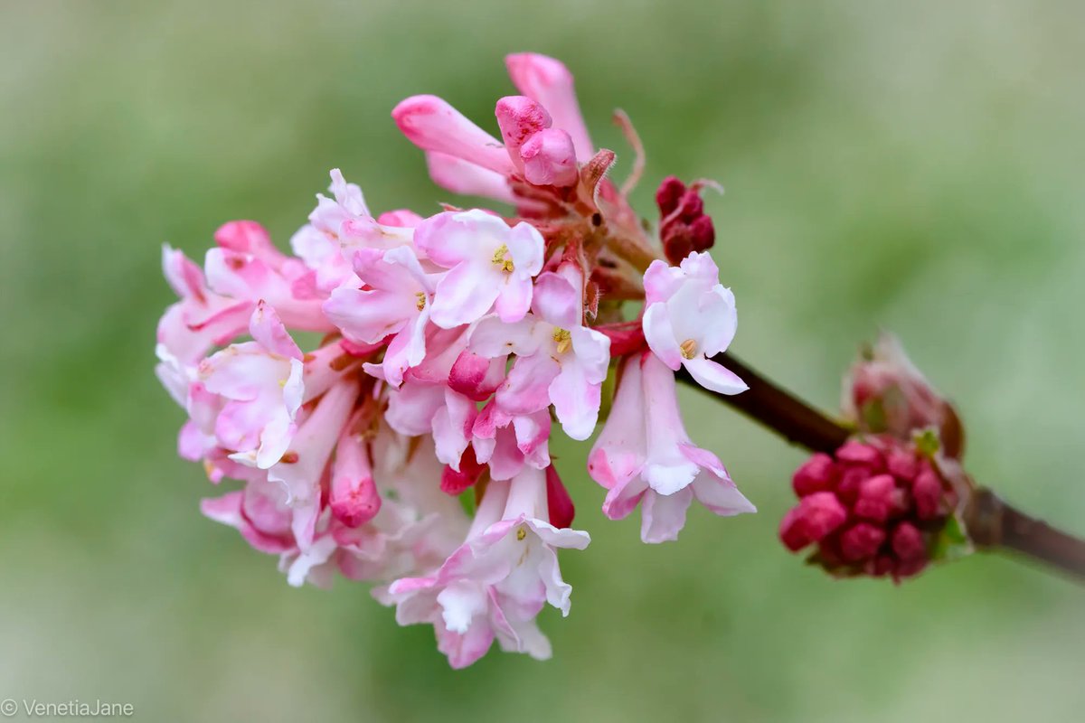 冬の終わりの花々の素朴な美しさに心が躍る。
ビバーナム(ガマズミ)の花。