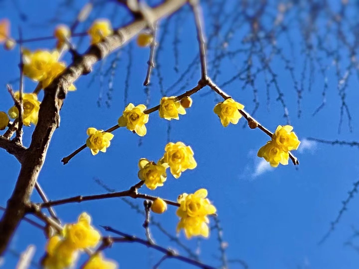 What a lovely day! The wintersweet flowers near #WeimingLake blossom as seemingly everything in nature takes on a new look on #PKUCampus. &2D3cm9g93Jk-Dear #Pekingers and followers, have a wonderful week ahead!&2D3c+A-: Huang Yumei