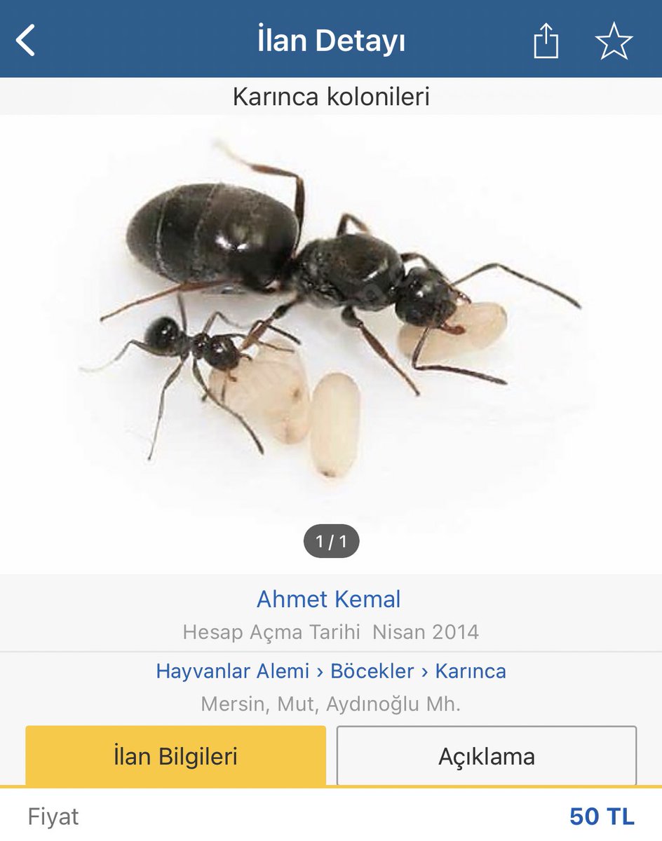 Girişim hedefi belli oldu, hadi bakalım Mevlam utandırmasın.