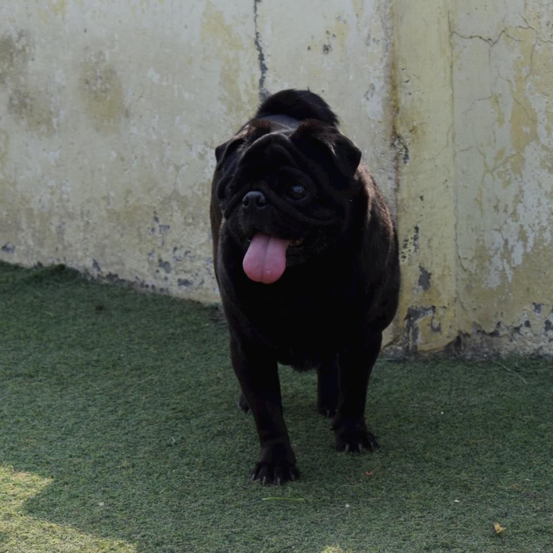 kawfoundation's tweet photo. FRANK STILL HOPES TO FIND HIMSELF A FOREVER HOME!

This beautiful one eyed boy is Frank! He is a 5.5-6-year old male pug who was found abandoned on a lonely night. He’s vaccinated. 

To adopt:
Whatsapp: +91 9560470202 (no calls)
https://t.co/8J4ZQJpHdv
#Adopt #Dog #FYP #Selfiee https://t.co/GOenV005Xg