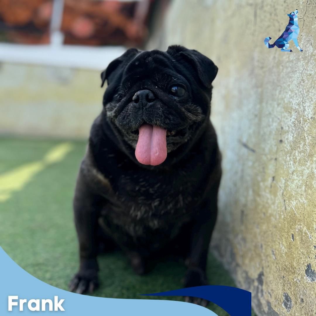 kawfoundation's tweet photo. FRANK STILL HOPES TO FIND HIMSELF A FOREVER HOME!

This beautiful one eyed boy is Frank! He is a 5.5-6-year old male pug who was found abandoned on a lonely night. He’s vaccinated. 

To adopt:
Whatsapp: +91 9560470202 (no calls)
https://t.co/8J4ZQJpHdv
#Adopt #Dog #FYP #Selfiee https://t.co/GOenV005Xg