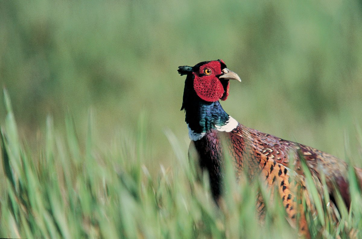 NEW ARTICLE ALERT: bit.ly/3XWZ0Oa UK hunters voluntary ban on lead shot use still ineffective 3 years into 5-year transition with 94% of pheasants killed with lead @ConservEvidence @ERI_UHI @Debbie_Pain Photo: Andy Hay/rspb-images.com