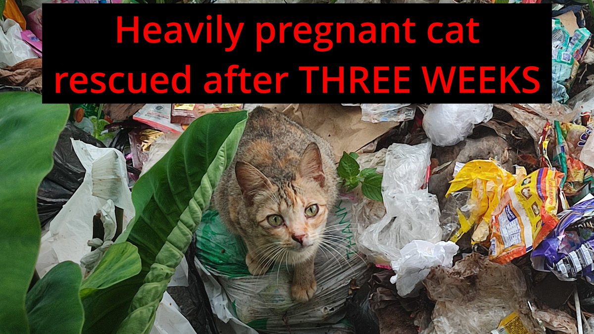 mycammedia's tweet photo. Heavily pregnant dumped cat rescued from those place finally.
#animalresue
#indonesia
#Ireland
#IrishinIndonesia #irlandiadiindonesia #AMTIPetshop #mycammedia #mytravelmedia #catrescue #twitterfiles #elonmusk #twitter https://t.co/MFR4AurHyY