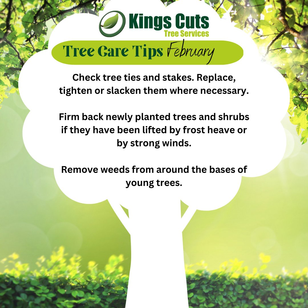 KingsCutsTrees's tweet photo. 🌲February Tree Care Tips🌳

#KingsCut #treemaintenance #treepruning #treecareessex #treesurgeonessex   #treefelling   #treeremoval  #arboristsofinstagram #treecare https://t.co/TJKygWhFJM