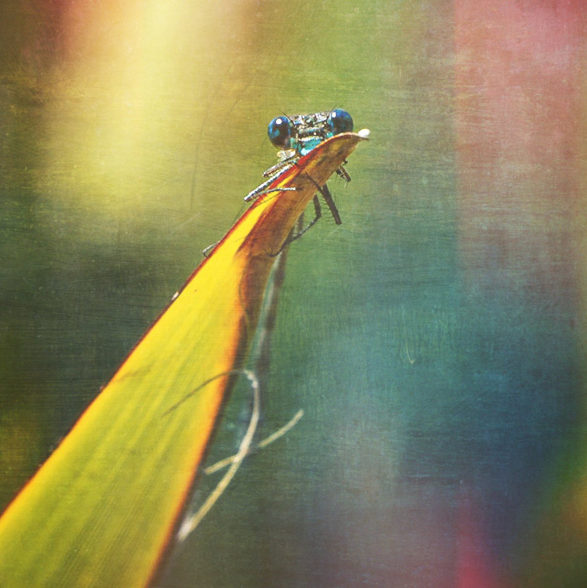 #dragonfly using #Mextures on the #iPad