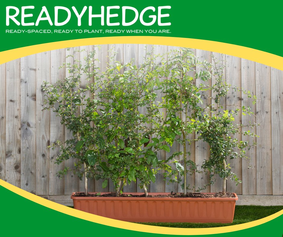 Readyhedge's tweet image. Are you looking to add some variety to your outdoor space? 🌿
Our mixed native hedge troughs might be perfect for you! ✨
Check out our mixed native hedging troughs here👇
bit.ly/3XHcwp2

#readyhedge #hedging #mixednativehedging #hedges #native #uk