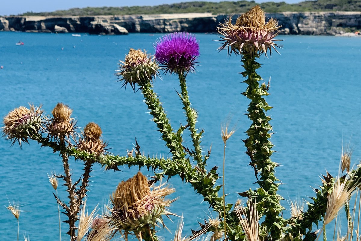 @jenny_travels @TravelBugsWorld @Adventuringgal @travelingmkter @CharlesMcCool @LisaRivera2207 @HHLifestyleTrav @wanderingkeller @GoodLifeWithIQ @AlisonAndalucia @leisurelambie @RiouxJacqueline @bl2life 🇮🇹Italy’s most famous song comes from Puglia. 🇺🇸You know it as ‘Volare’ (oh oh, cantare) 🔵We call it ‘Nel blu dipinto di blu’ (in the blue pained #blue). Here’s why #FlashBackFridayz 🙏hosts @TravelBugsWorld @Adventuringgal @Jenny_travels @travelingmkter #WeAreInPuglia #Puglia