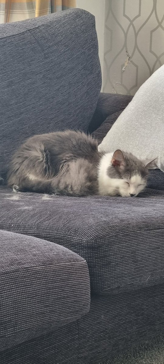 Spooky Bear 🐻 🦇👻 tweet media