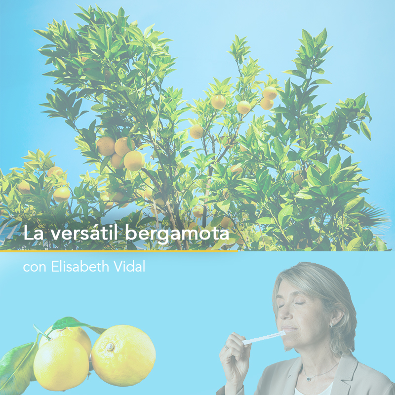 AcademiaPerfume's tweet photo. ¿Sabías que la #bergamota es un híbrido? ¿Qué se aprovecha de ella? ¿Cuáles han sido sus usos a lo largo de la historia?  Accede al webinar con Elisabeth Vidal, Académica del Perfume Sillón Bergamota para conocer todas las anécdotas sobre la bergamota: https://t.co/rTy6occ1kE https://t.co/xFSrt7XpRF