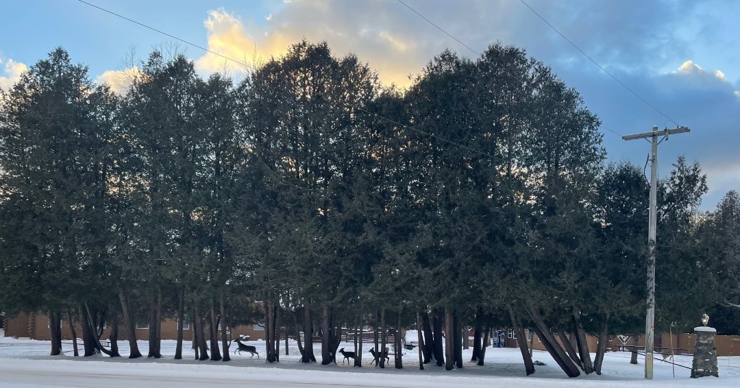 LittleEdenCamp's tweet photo. We've had some visitors around camp lately!  It's always fun to see the beauty of nature in Northern Michigan.  What is your favorite? #LittleEdenCamp https://t.co/Vn2TMIgmf9