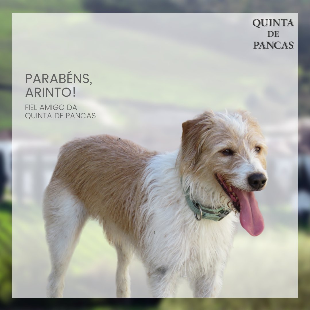 QuintaDePancas's tweet photo. The 24th of February marks one of the most special days of our house: the birthday of the most loyal friend and companion of all! Here at #QuintadePancas, that best friend is called Arinto 🐶 It seems to us that it deserves a toast with #ArintoPancas, don't you think? 🥂 https://t.co/jFbQOnQ8l9