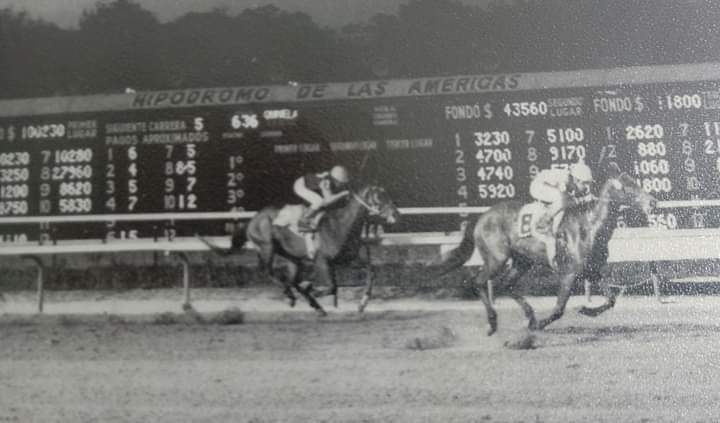 HORSERACING1002's tweet photo. XTABAY  🇲🇽1978
(TUDOR SOVEREIGN - ANDUARI BY TERUEL)#Xtabay https://t.co/XjGQddU2zP