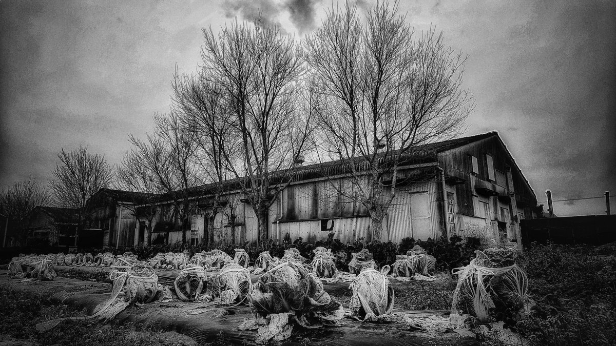 Chinese cabbage fields, trees and a factory.