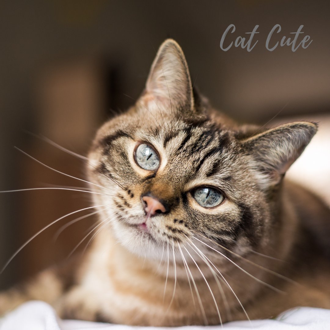 #catsanddogs #catsofday #catskills #catsareawesome #catstagramcat #catslove #catsloversworld #catsworld #amupets