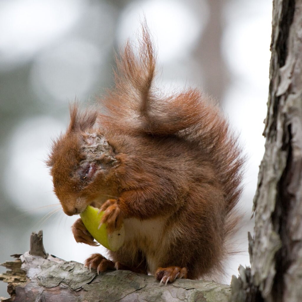 PLEASE SIGN 🐿️

Petition: Fund vaccine research to protect red squirrels from deadly Squirrelpox virus petitions.senedd.wales/petitions/2453…