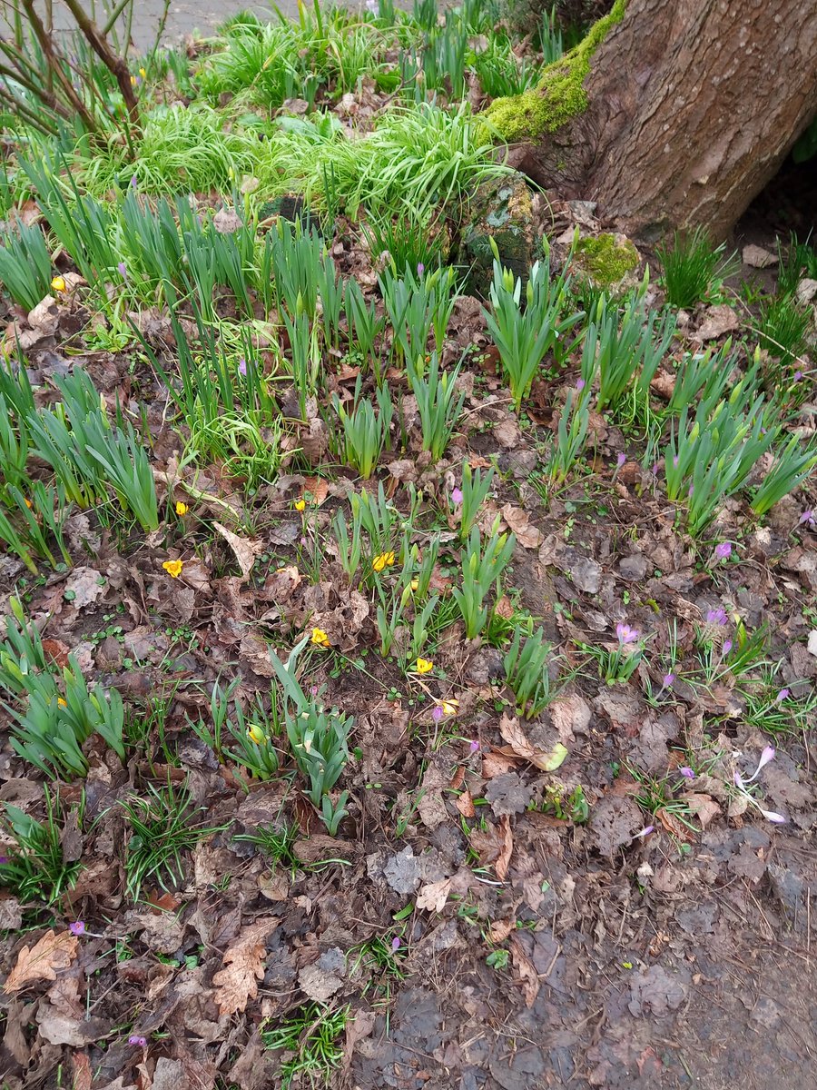 Sharnbrook Primary tweet media