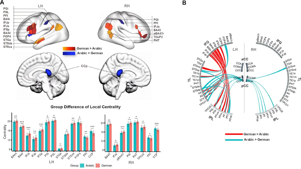 FriedericiLab (@friedericilab) on Twitter photo 🆕📰New paper led by <a href="/FriedericiLab/">FriedericiLab</a>'s @xuehu04960361 together w/ <a href="/HelyneAdamson/">Helyne Adamson</a>, M. Schwendemann, <a href="/tomasgoucha/">Tomás Goucha</a>, A. Friederici & <a href="/AlfredAnwander/">Alfred Anwander @AlfredAnwander.bsky.social</a>:
"Native language differences in the structural connectome of the human brain"
Read here (#openaccess): doi.org/10.1016/j.neur… 🆕📰New paper led by <a href="/FriedericiLab/">FriedericiLab</a>'s @xuehu04960361 together w/ <a href="/HelyneAdamson/">Helyne Adamson</a>, M. Schwendemann, <a href="/tomasgoucha/">Tomás Goucha</a>, A. Friederici & <a href="/AlfredAnwander/">Alfred Anwander @AlfredAnwander.bsky.social</a>:
"Native language differences in the structural connectome of the human brain"
Read here (#openaccess): doi.org/10.1016/j.neur…