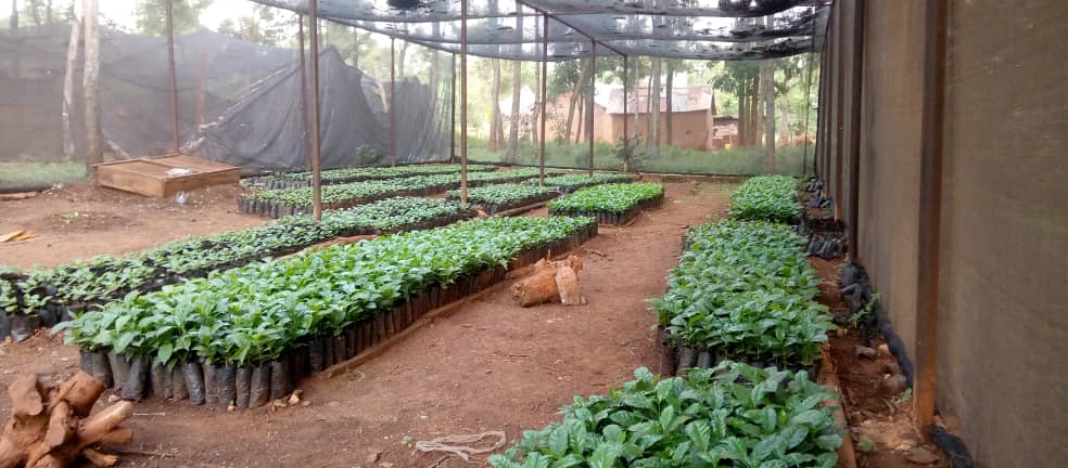 MVIWATA's tweet photo. #Agroforestry is one amongst the popular practice of #MVIWATA members. In pictures are a group farm and coffee tree nursery of SHADABI group, a smallholder farmers' group from Biatika village, Butiama, Mara. The group also engages in #LocalSeed multiplication and savings & credit https://t.co/UhnhjUmUir