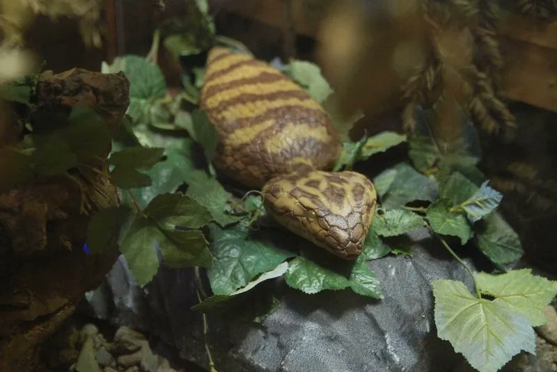 Au #Japon, chaque année une chasse au trésor plutôt originale est organisée : la traque du #tsuchinoko ! 🐍 Le 3 mai prochain, lors du Tsuchinoko Fest 2023, cette chasse au serpent aura lieu. À la clé ? Une récompense juteuse ! Mais...Légende ou réalité ?buff.ly/3Kz8AUg
