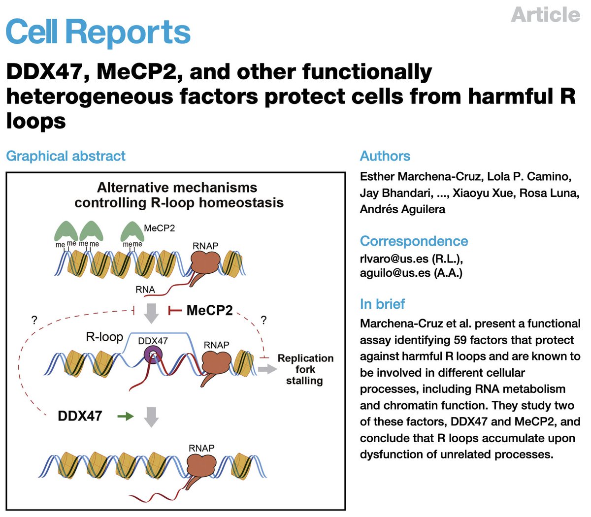 Andrés Aguilera (@aguilerloop) on Twitter photo Our new paper on new factors preventing and resolving harmful R-loops is out, thanks to all authors and to our great collaborator
<a href="/XiaoyuXue/">Xiaoyu Xue</a>
<a href="/unisevilla/">Universidad de Sevilla</a> <a href="/CSIC/">CSIC</a> <a href="/CancerCSIC/">Conexión Cáncer CSIC</a> <a href="/cabimer/">Cabimer</a>
cell.com/action/showPdf… Our new paper on new factors preventing and resolving harmful R-loops is out, thanks to all authors and to our great collaborator
<a href="/XiaoyuXue/">Xiaoyu Xue</a>
<a href="/unisevilla/">Universidad de Sevilla</a> <a href="/CSIC/">CSIC</a> <a href="/CancerCSIC/">Conexión Cáncer CSIC</a> <a href="/cabimer/">Cabimer</a>
cell.com/action/showPdf…
