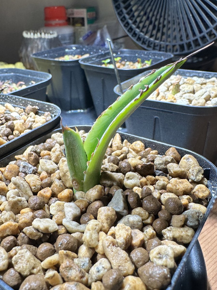 FKGS_2017's tweet image. 年始に買ったブルーダイヤモンド。
発根しないし腐りが出たので発根できるかギリギリのとこまでカット。
発根祈願🙏